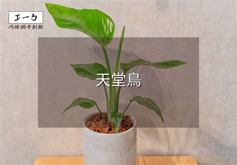 天堂鳥花束|天堂鳥植物完全栽培指南 從選擇到養護 